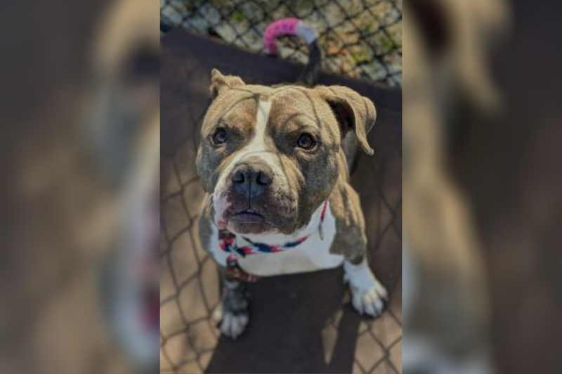 PSPCA Pet of the Week with Bennett: Tazz
