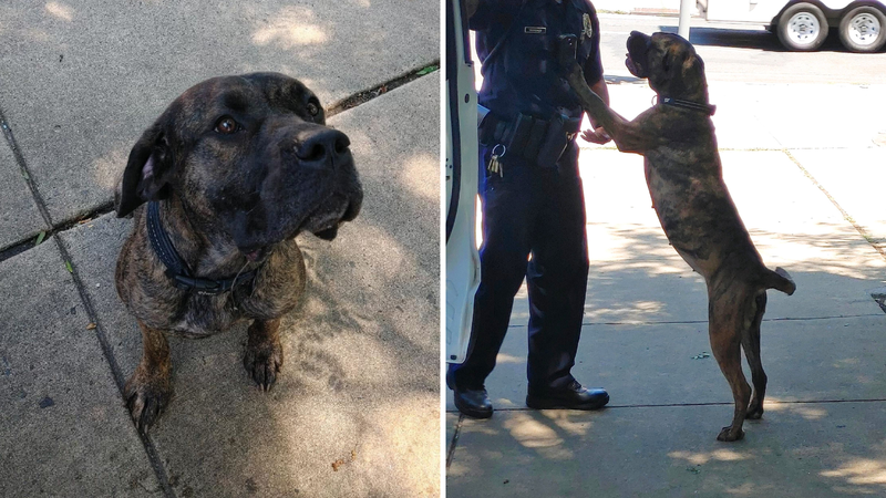 Temple officers rescued dog Diamond from the streets