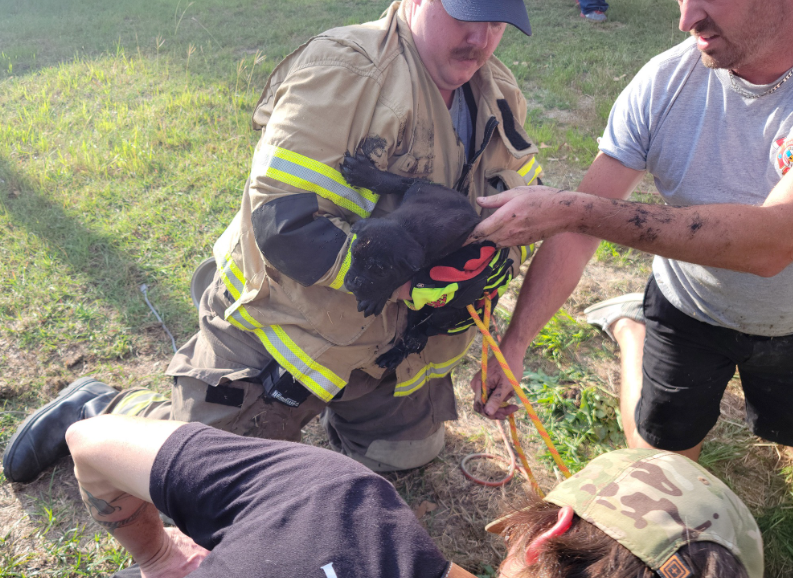 Puppy rescued from septic tank