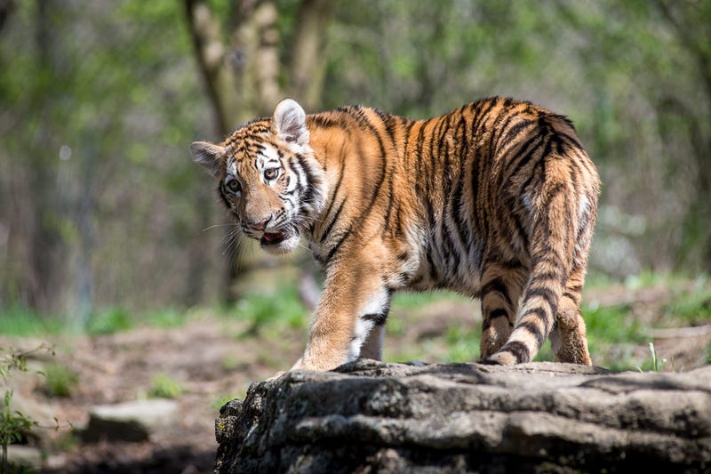 Tesha the Tiger at the Pittsburgh Zoo
