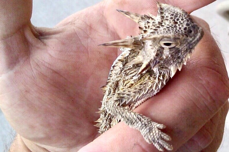 Texas Horny Lizard / Toad 