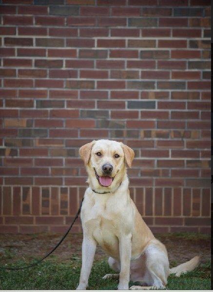 Oconee County K-9 Deputy Thor