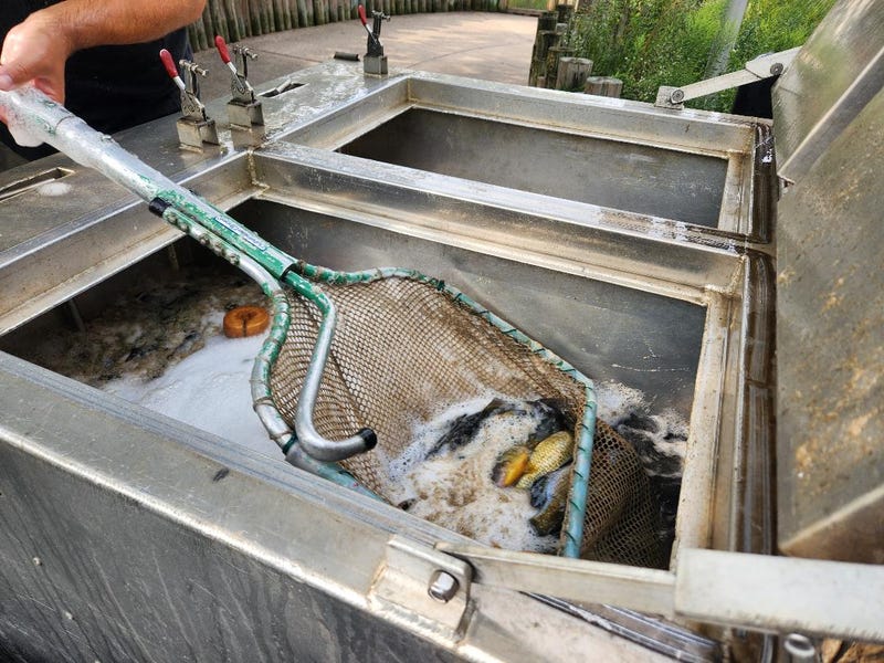 Fish dump