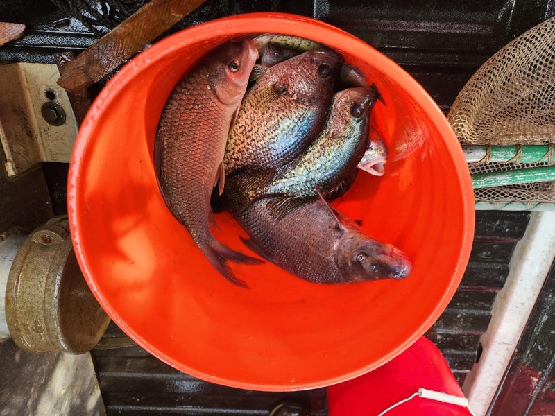 Dead fish