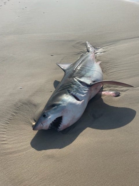 Another angle of the shark