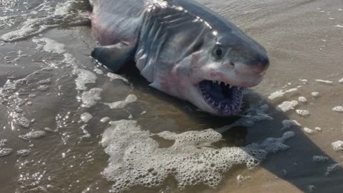 PICS: Dead shark washes up on LI shore, washes back out to sea before it can be secured