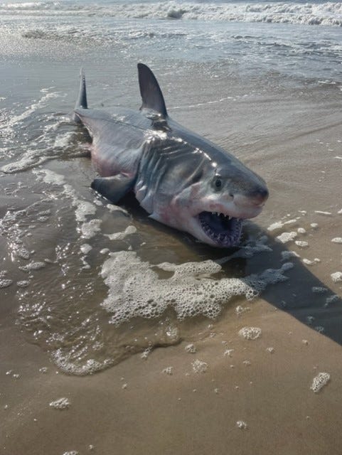The shark that washed up on Rogers Beach Wednesday morning