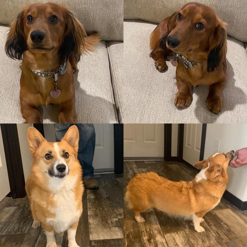 Missing Dogs