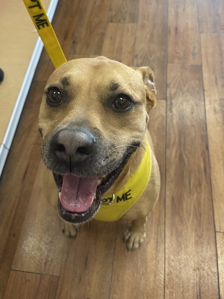 Humane Society of Greater Miami