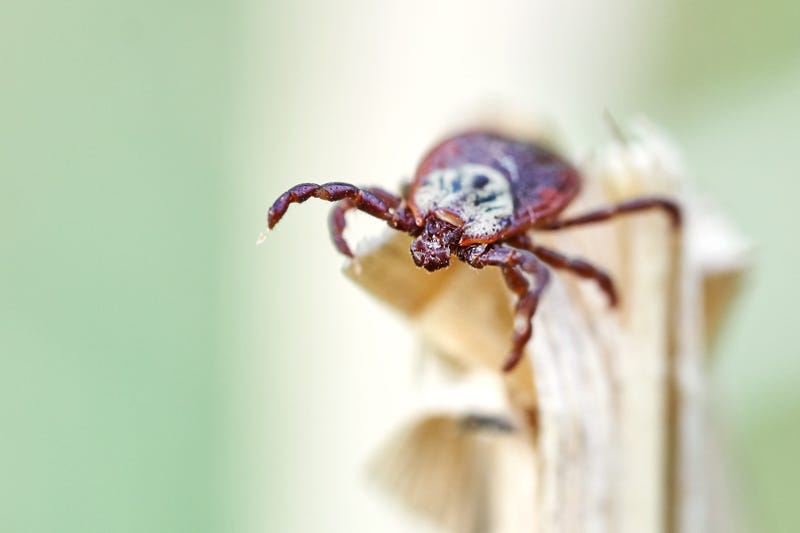 a tick sitting on a leaf
