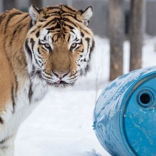 Wildcat Sanctuary