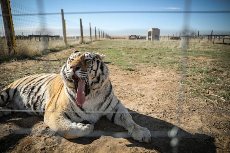 Tiger