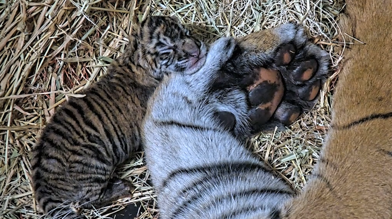 tiger cub