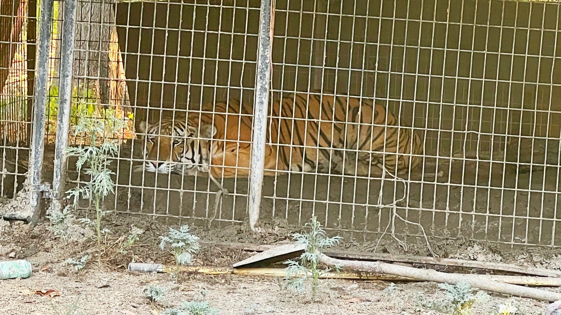 Dallas PD gets assistance from the Dallas Zoo after seizing a tiger
