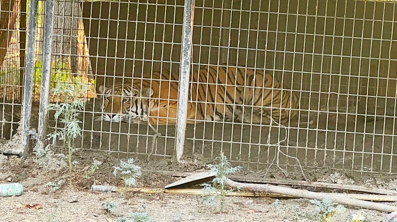 Tiger seized