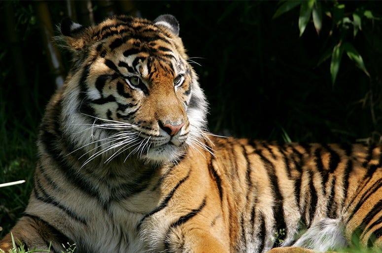 Tiger King