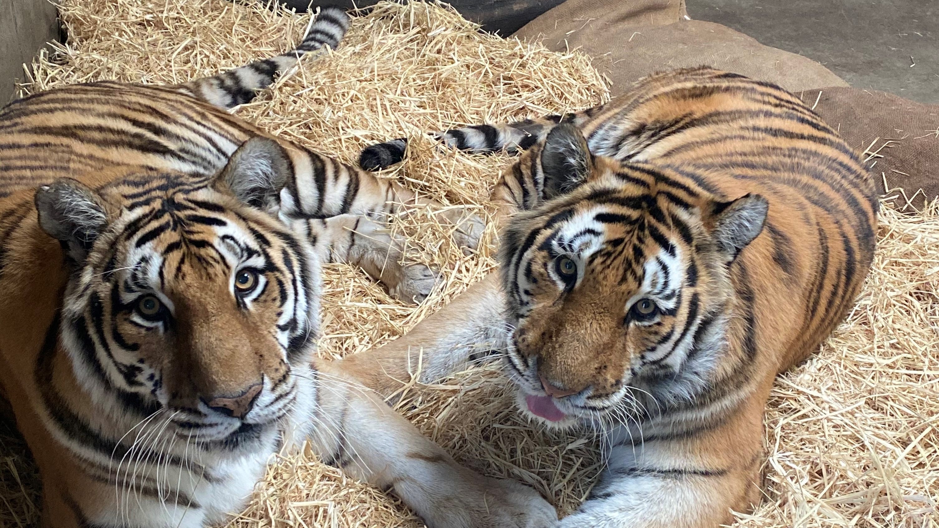 Oakland Zoo makes difficult decision to euthanize beloved tigers