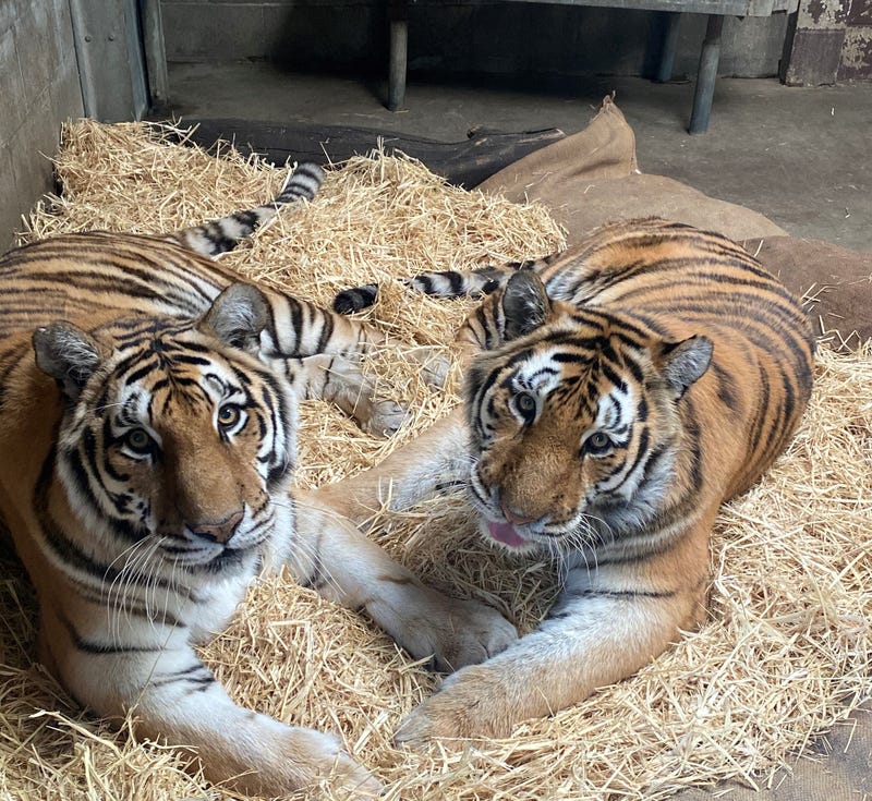 The two tigers were suffering from a variety of ailments related to aging.