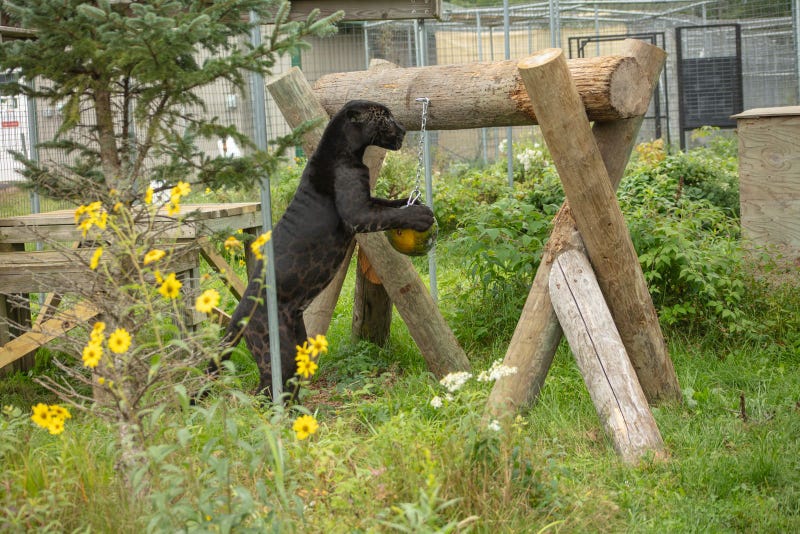 A jaguar named Louie, just the latest big cat to find sanctuary in Sandstone, Minnesota at the nonprofit Wildcast Sanctuary. 