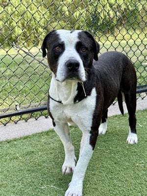 Dallas Animal Services