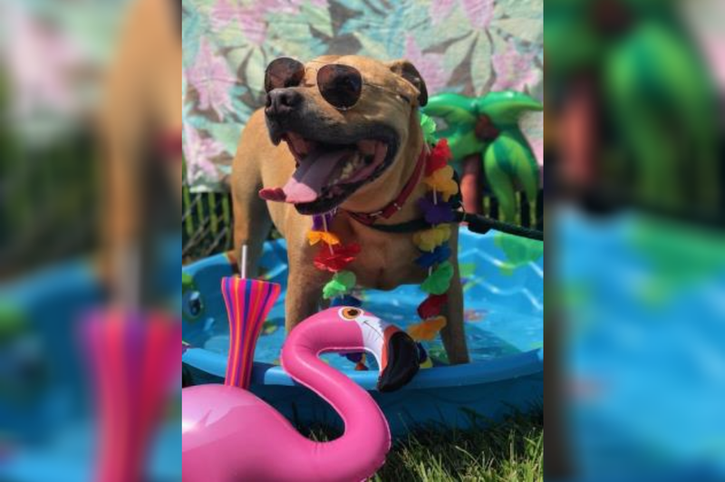 On the 2nd Day of the 12 Fur Babies of Christmas: Tommy Boy