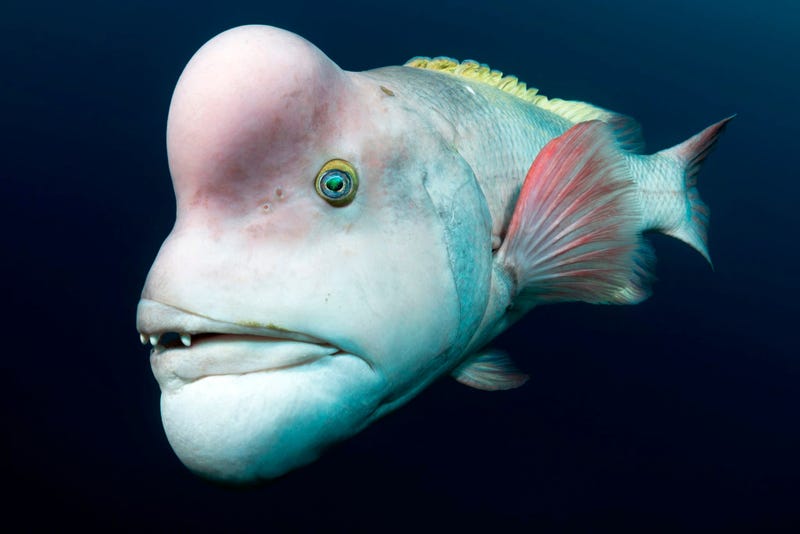 This male Asian sheepshead wrasse is looking for love off of Sado Island, Japan.  He is intent on impressing females,and fending off rivals, which he will head-butt and bite. These individuals start out as females.  