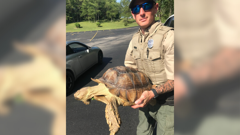 911 caller reports ‘giant snapping turtle’ walking through Pennsylvania town
