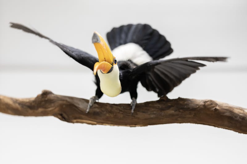 toucan on branch