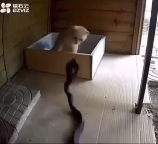 VIDEO: Cat Says Not To Snake 
