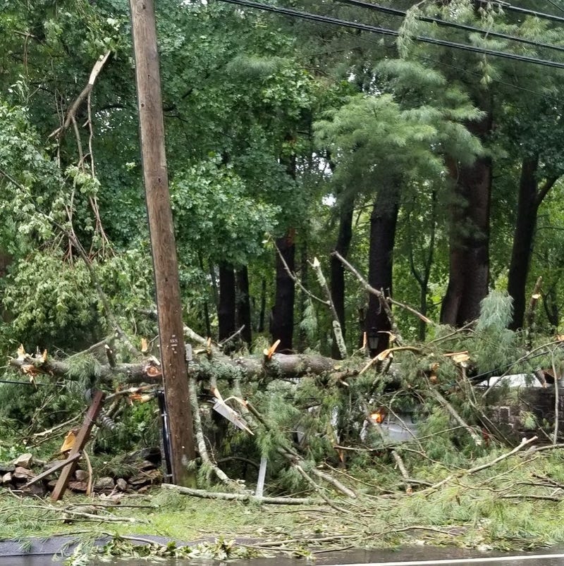 Tree, Wires Down on Occupied Car