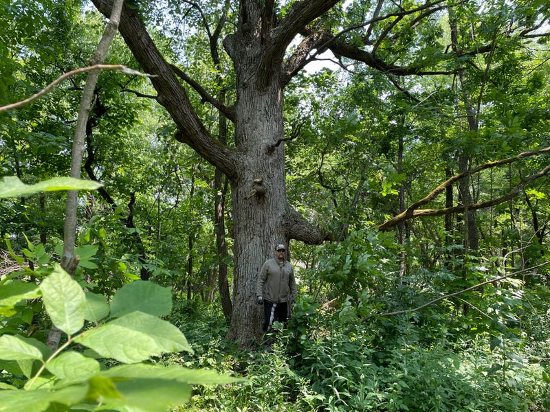 man dwarfed by giant oak tree