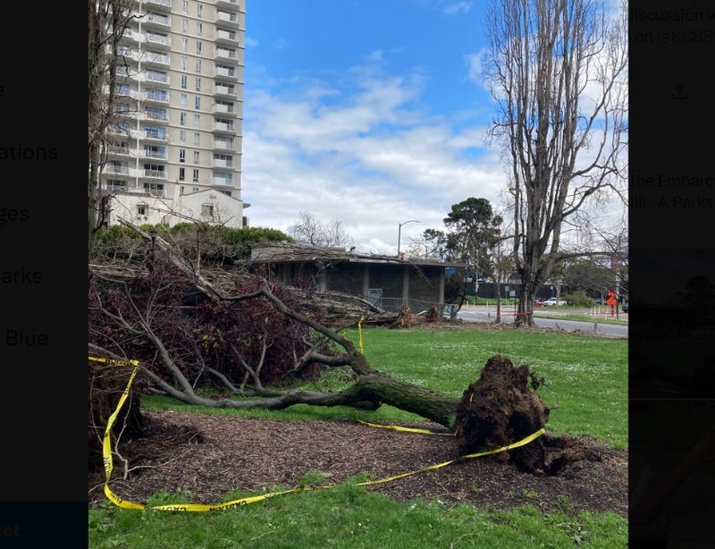 A fallen tree in a little park by the Embarcadero in Telegraph Hill.
