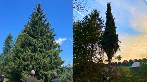 At left, this year's Detroit Christmas Tree is pictured in all its glory, At right, it's wrapped up and ready for transport to the city