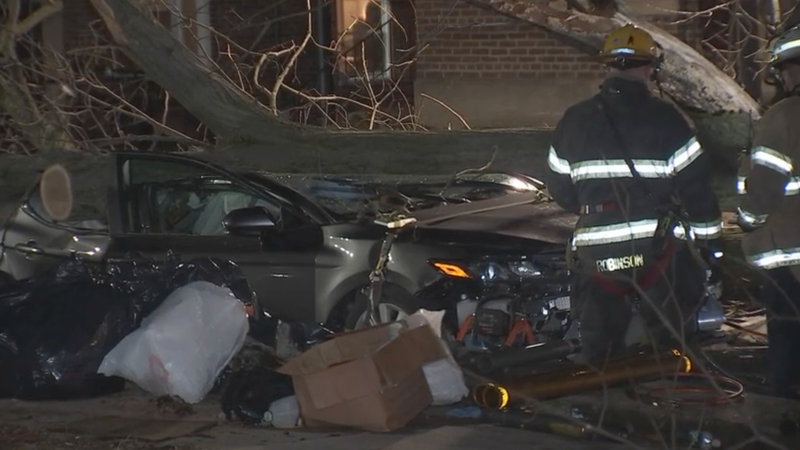 Tree falls onto car in Northeast during extreme winds, killing driver