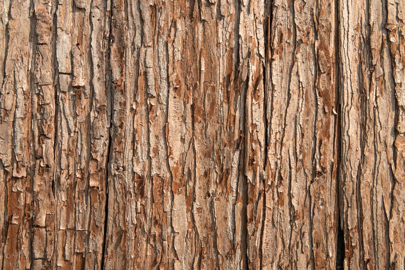 tree bark closeup