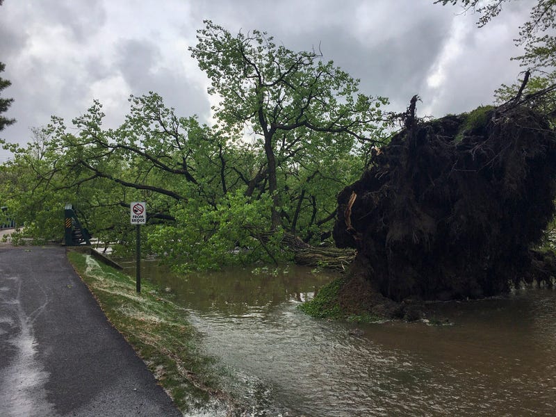 Cottonwood Tree Falls Geneva