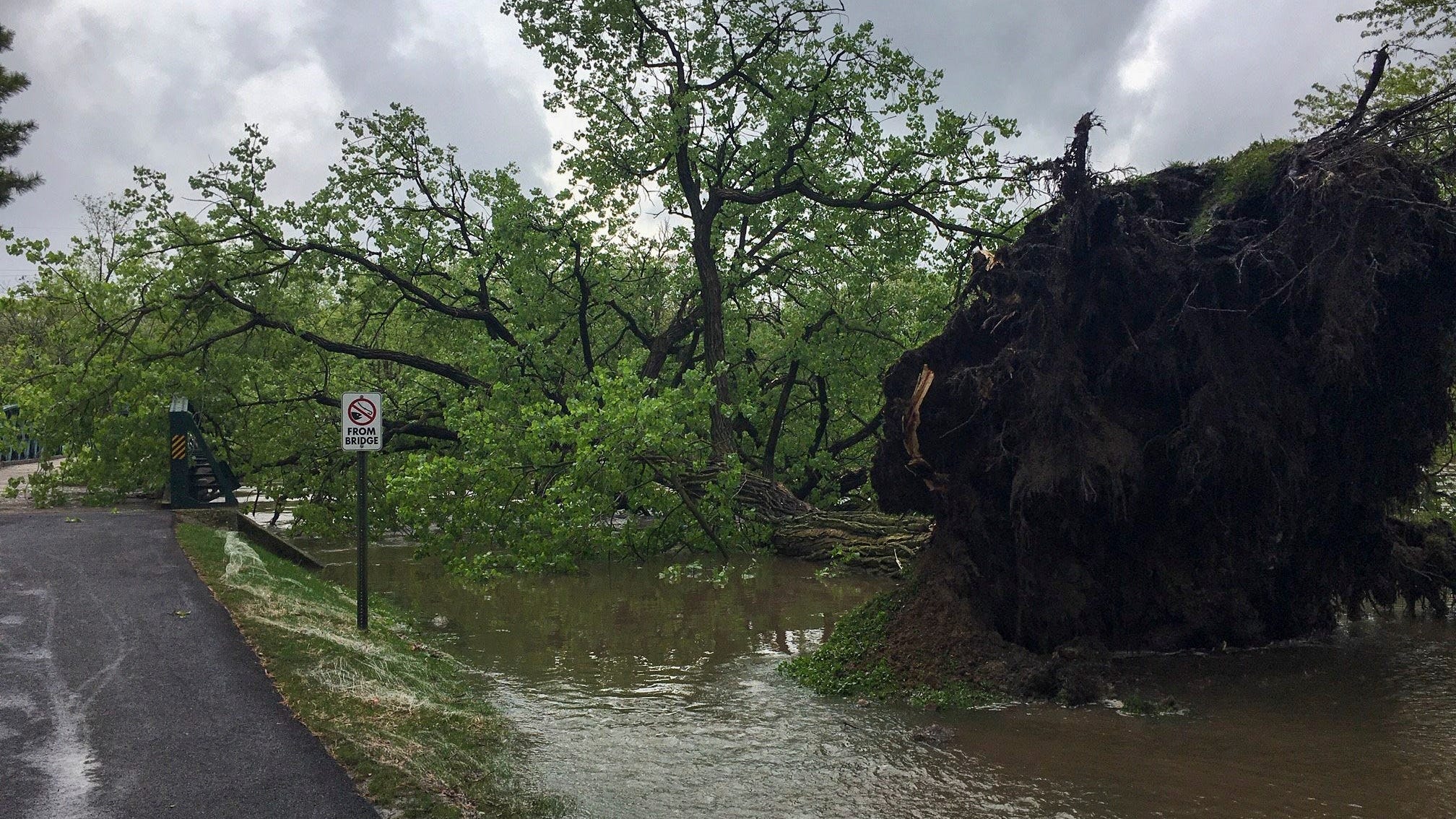 Flooding Claims Massive Cottonwood Tree In West Suburbs