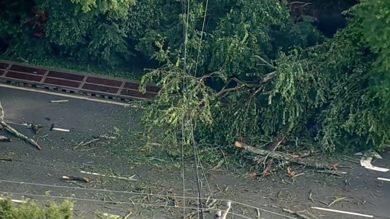 Woman killed after tree falls on car in Delaware during severe storms
