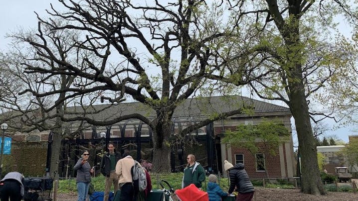 'Bittersweet': Lincoln Park Zoo bids fond farewell to ancient, dying oak tree