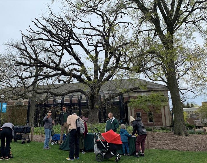 oak tree