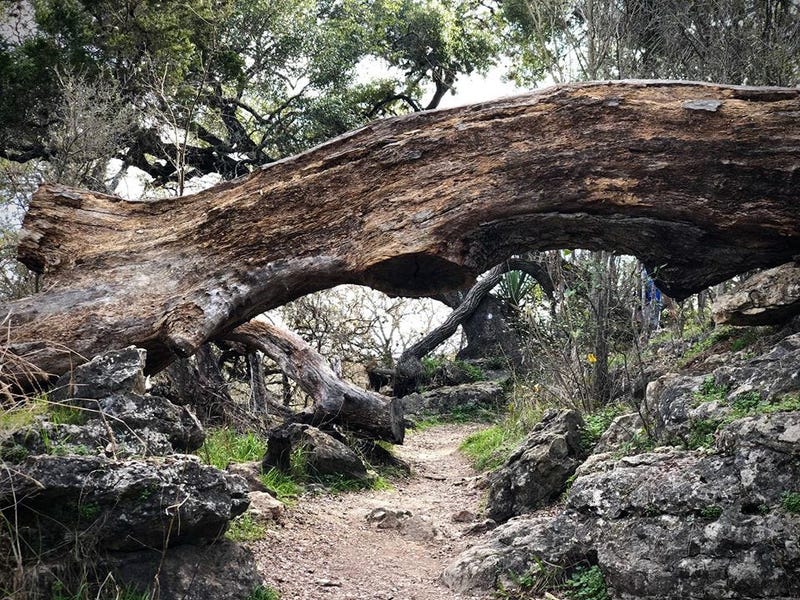 tree in walk