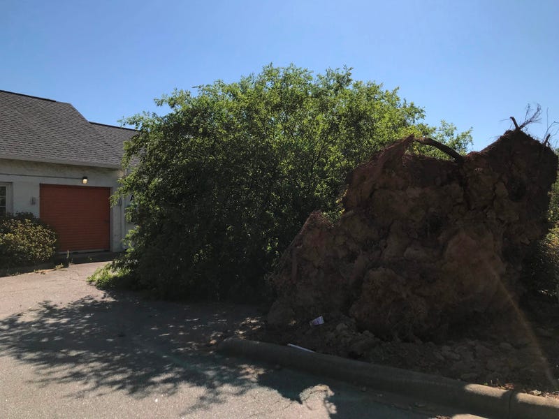Tree Narrowly Misses Storage Units on N. Pleasantburg