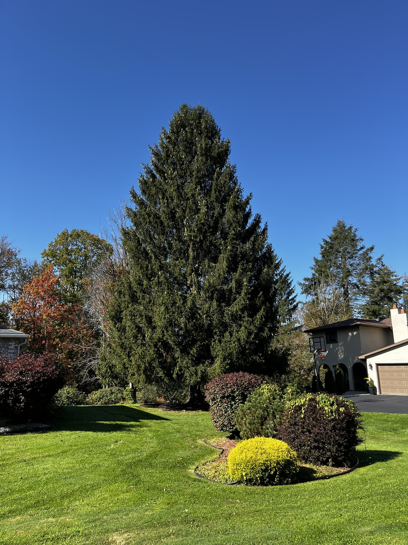 This year's tree hails from Vestal, New York, outside of Binghamton
