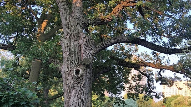 Oak tree that predates Chicago will come down in Lincoln Park Zoo