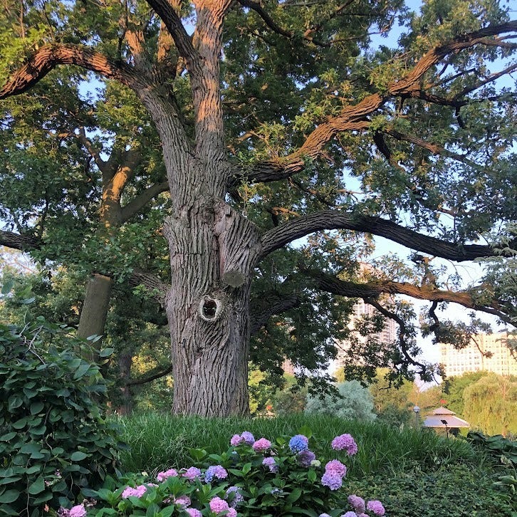 oak tree