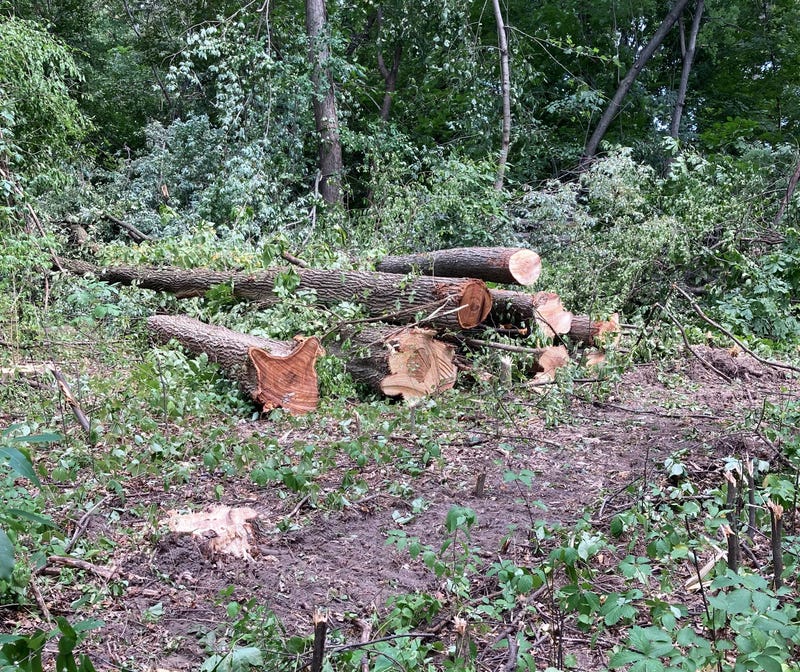 cut trees on ground
