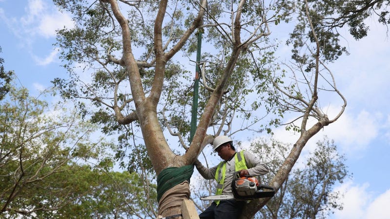 Juan Sosof helps to plant a gumbo limbo tree at Pinecrest Gardens on October 27, 2021 in Village of Pinecrest, Miami, Florida.