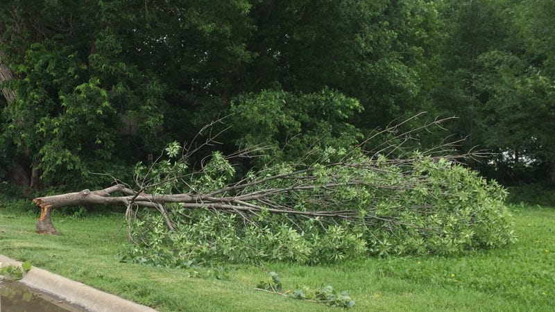 Snapped trunk, broken tree after damaging storm in Kansas - stock photo
