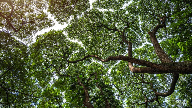 Branches of big green trees and sunlight from under the tree