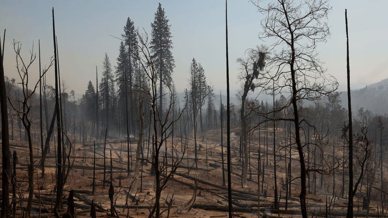 A view of burned trees after the Oak Fire moved through the area on July 24, 2022 near Jerseydale, California.